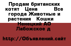 Продам британских котят › Цена ­ 500 - Все города Животные и растения » Кошки   . Ненецкий АО,Лабожское д.